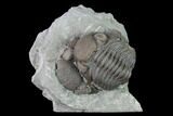 Bargain Eldredgeops Trilobite Fossils - Silica Shale #137267-3